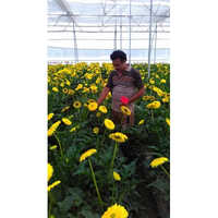 Gerbera Tissue Culture Plants
