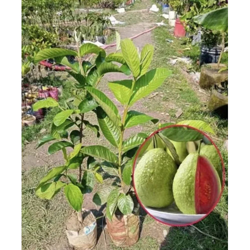 Tissue Culture Thai Pink Guava Contract Farming