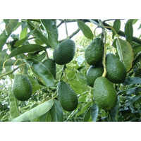 Avocado Plant - Color: Green