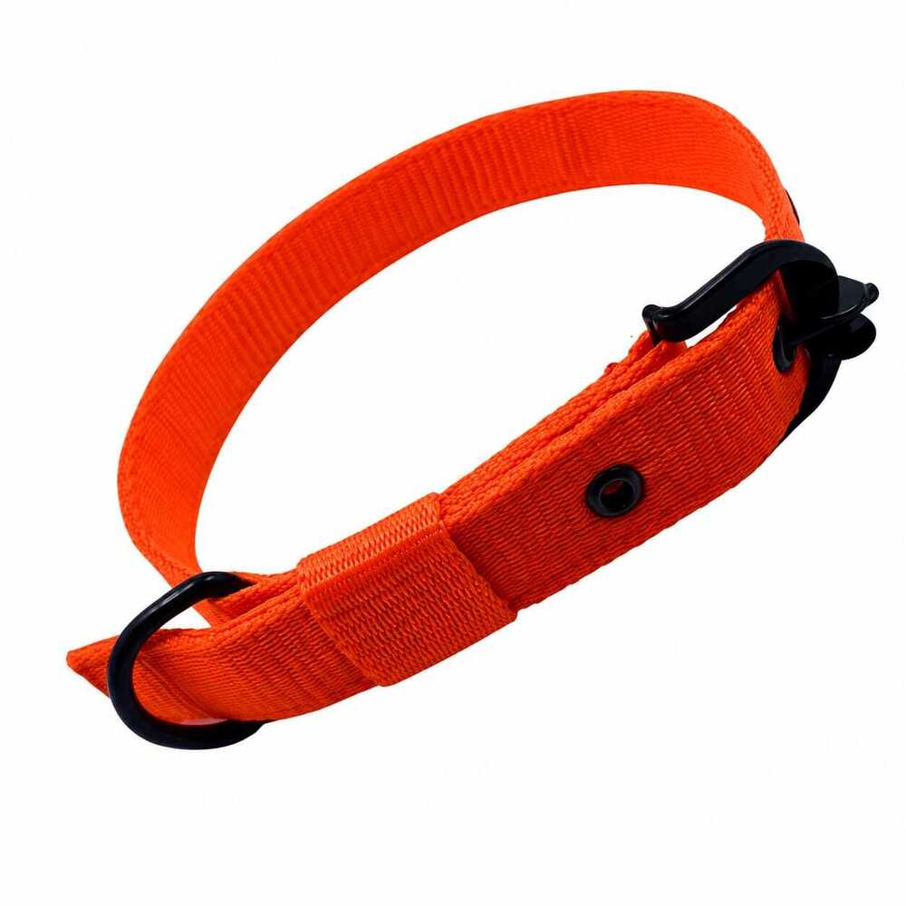 Dog  Collar & Buckle