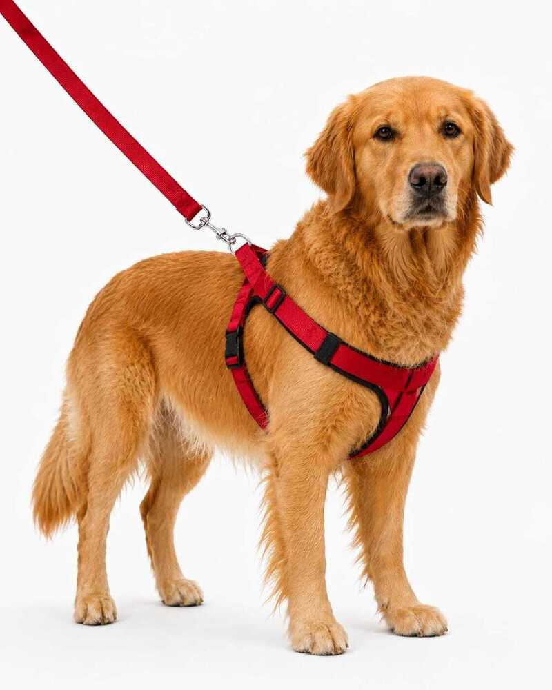 Dog Leash /collar/Harness Bodaybelt Set