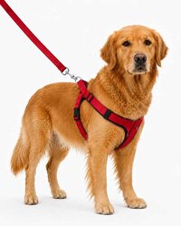 Dog Bodybelt Set - Pp/nylon, 1.5 Inch, Stylish Blue | Durable, Comfortable Fit For Outdoor Adventures With Your Dog