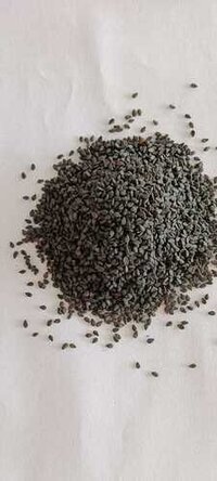 Organic Til/ Sesame Seeds Black - Cultivation Type: Common