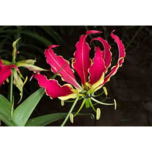 Gloriosa Superba Extract Direction: As Suggested