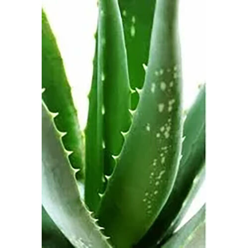 Aloe Barbadensis
