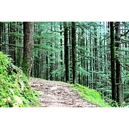 Cedrus Deodara Extract ( Devdar )