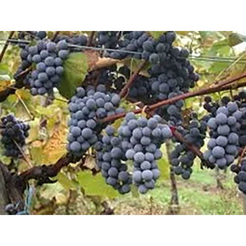 Vitis Venifera Extract ( Draksha )