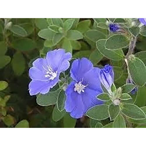Evolvulus Alsinoides Extract (shankhpushpi )