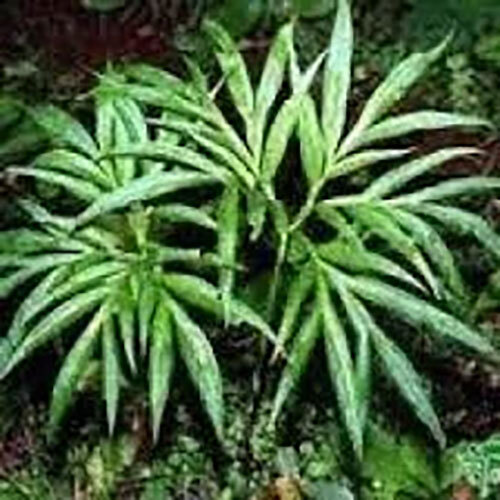 Enicostemma littorale Extract ( Mamejava )
