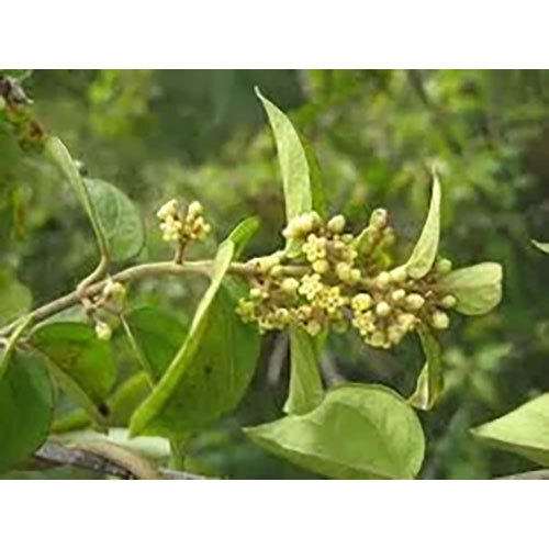 Gymnema Sylvestre Extract ( Gurmar )