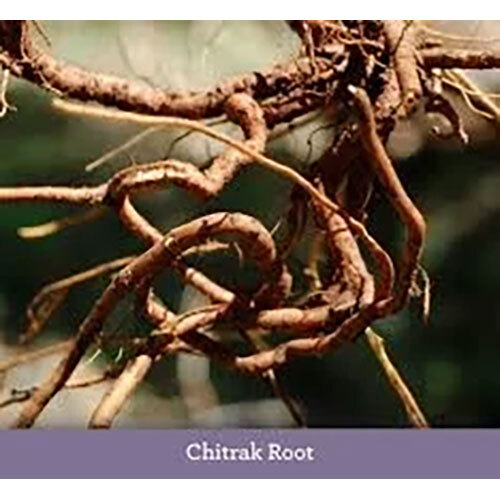 Plumbago Indica Extract (Chitrak )