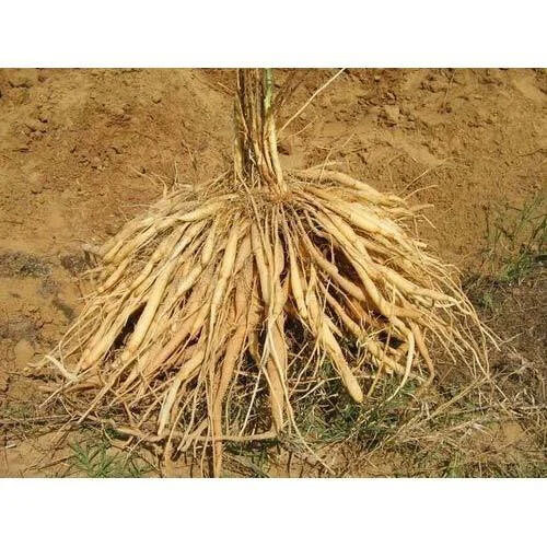 Asparagus Racemosus Root (Shatavari) Extract