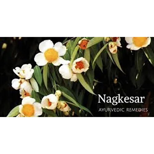 Mesua Ferrea Extract ( Nagkesar )