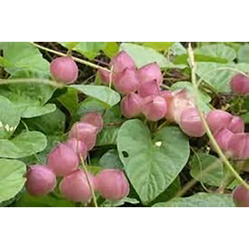 Ipomea Turpethum Extract ( Nishoter )