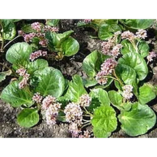 Bergenia ligulata Extract (Pashanbhed )