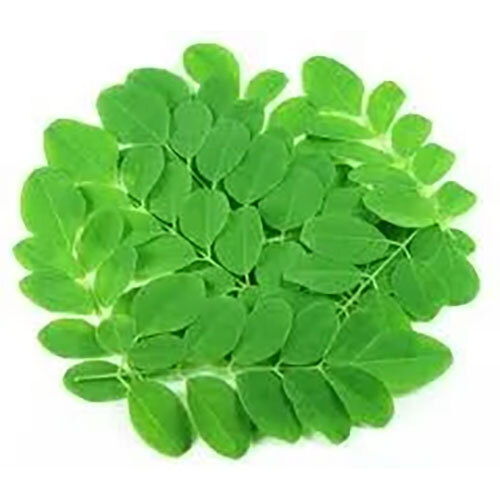 Moringa Oleifera Extract ( Sargava Pan)