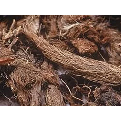 Nardostachyas Jatamansi Extract ( Jatamanshi )