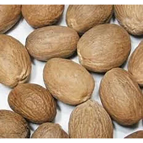 Myristica Fragrans Extract ( Jaiphal )