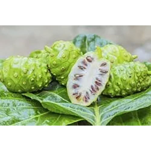 Morinda Citrifolia Extract ( Noni )
