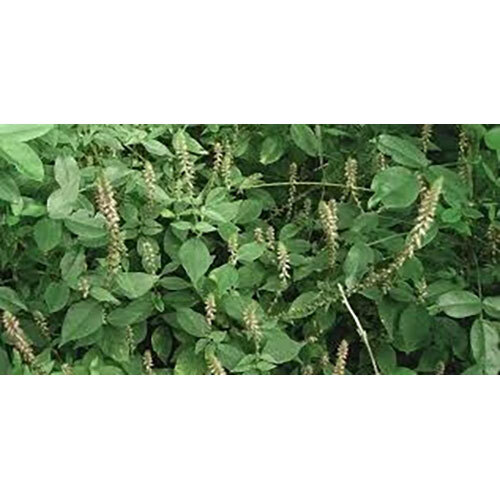 Achyranthes Aspera Extract( Apamarg)