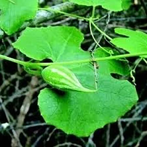 Trichosanthes Cucumerina Extract ( Patol Pan )