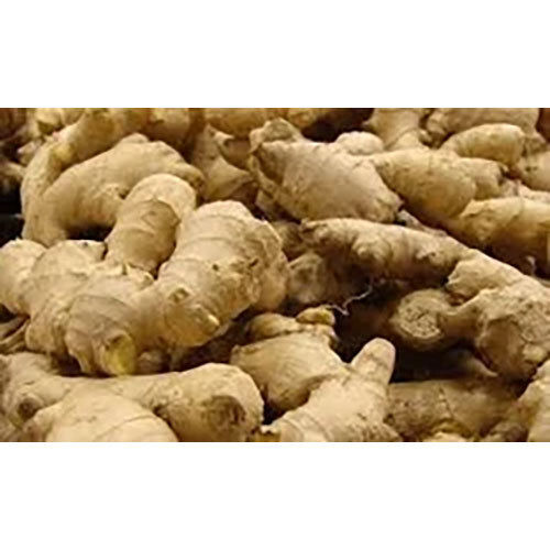 Zingiber Officinalis Extract (Ginger)