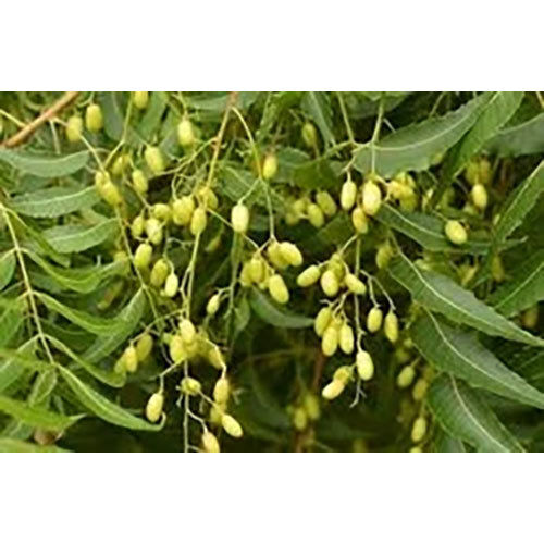 Azadirachta Indica Extract ( Neem Pan )