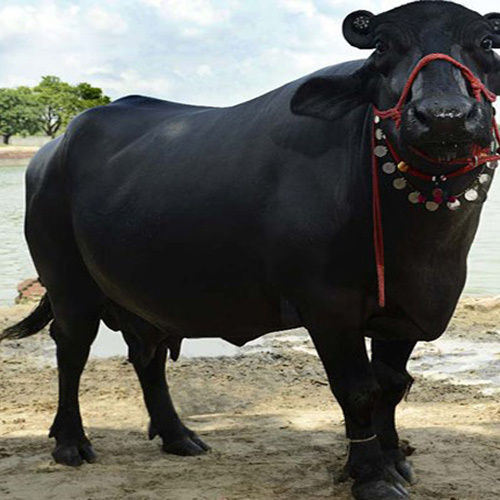 High Yield Murrah Buffalo