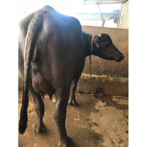 Dairy Murrah Buffalo - High Milk Yield, Black Color, Robust Health | Ideal for Dairy Farms, Adaptable to Diverse Climates, Preferred for Quality Dairy Products