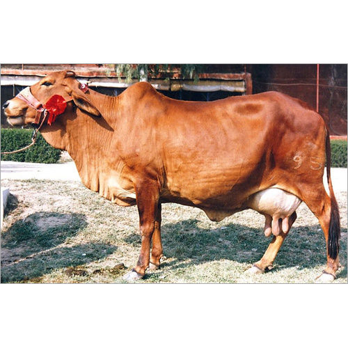 Indian Sahiwal Cow