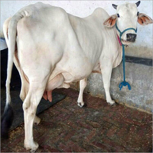 White Tharparkar Cow