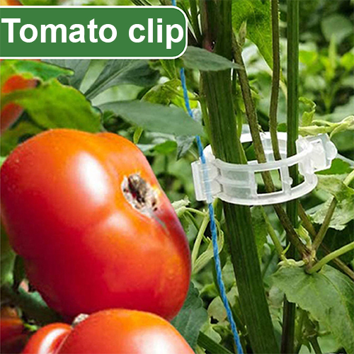 Tomato Clip