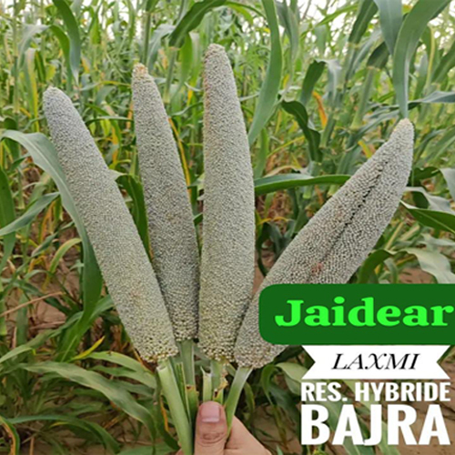 Common Hybrid Bajra Seed