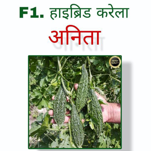 Common Hybrid Bitter Gourd Seed