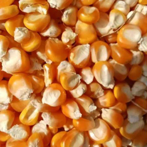 Corn Seed - First Class Hybrid, High Purity, Superior Yield & Resilience for Robust Growth