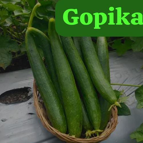 Common Sponge Gourd Seed