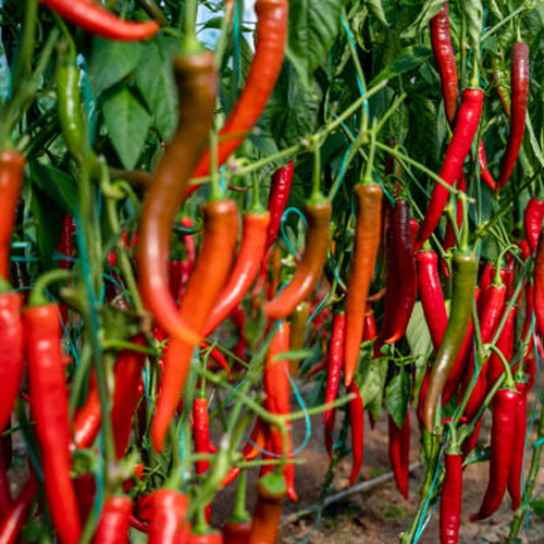 Red Chilli Seeds - First Class Hybrid High Purity and Robust Growth | Prolific Harvest with Spicy Flavor and Pest Resistance