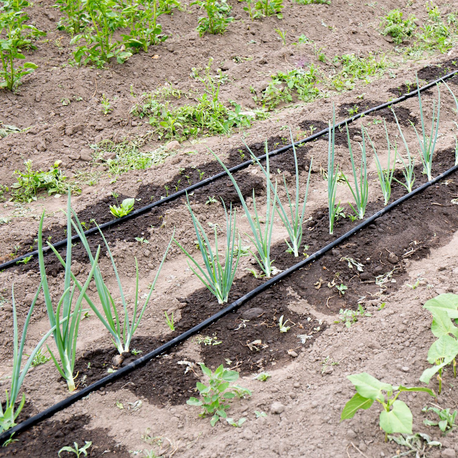 Inline Drip Irrigation Pipes