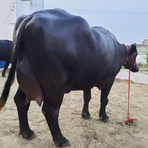 Black Pure Murrah Buffalo By Ranwan Dairy Farm