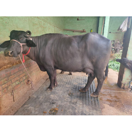 Black Pure Breed Murrah Buffalo at Best Price in Ludhiana | Ranwan ...