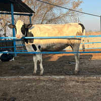 HF Heffer Cow For Sale Lendor CRV