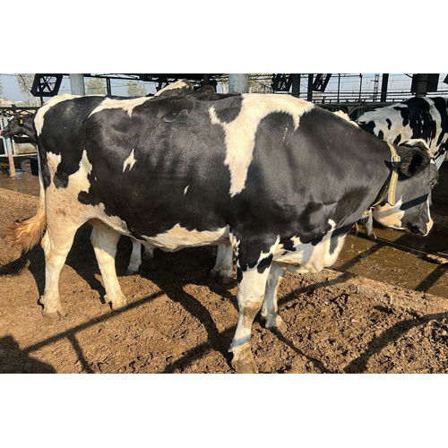 Black Hf Messey Cow