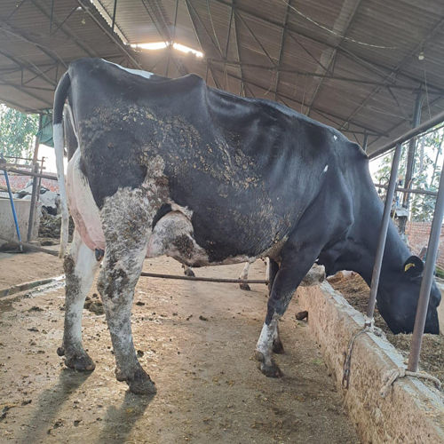 Black Pure Hf Cow