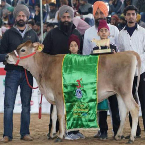 Light Brown Pure Jersey Cow