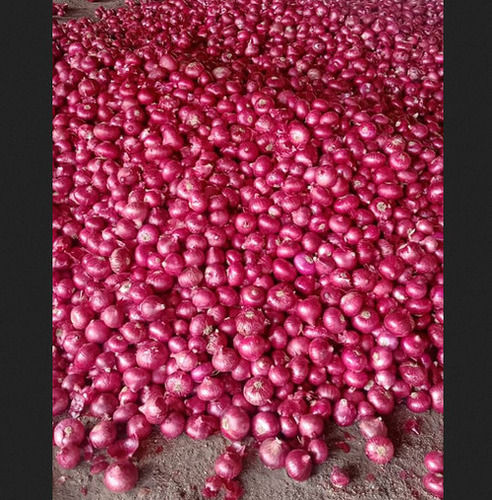 Fresh Red Onion