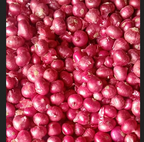 FARM FRESH RED ONION