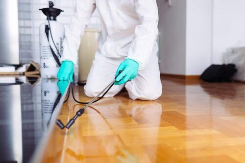 Pest Control Service in Kota