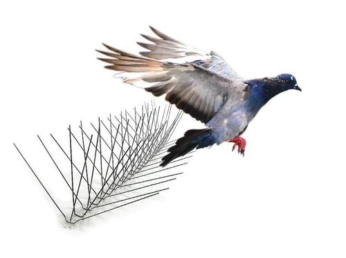 Pigeon Bird Spike