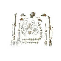 Human Skeleton Model Disarticulated