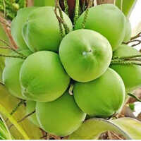 Green Raw Coconut